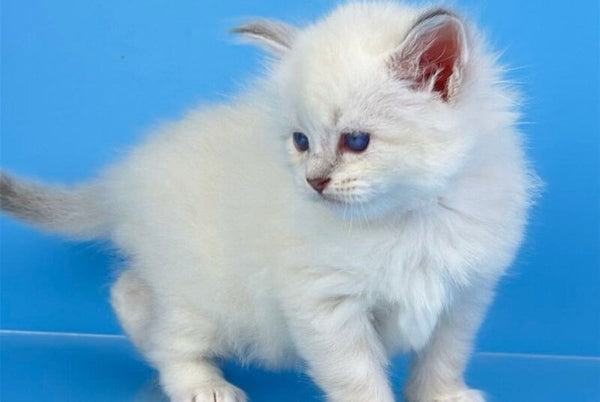 Windsor Siberian male blue tabby pointed with white - live animals