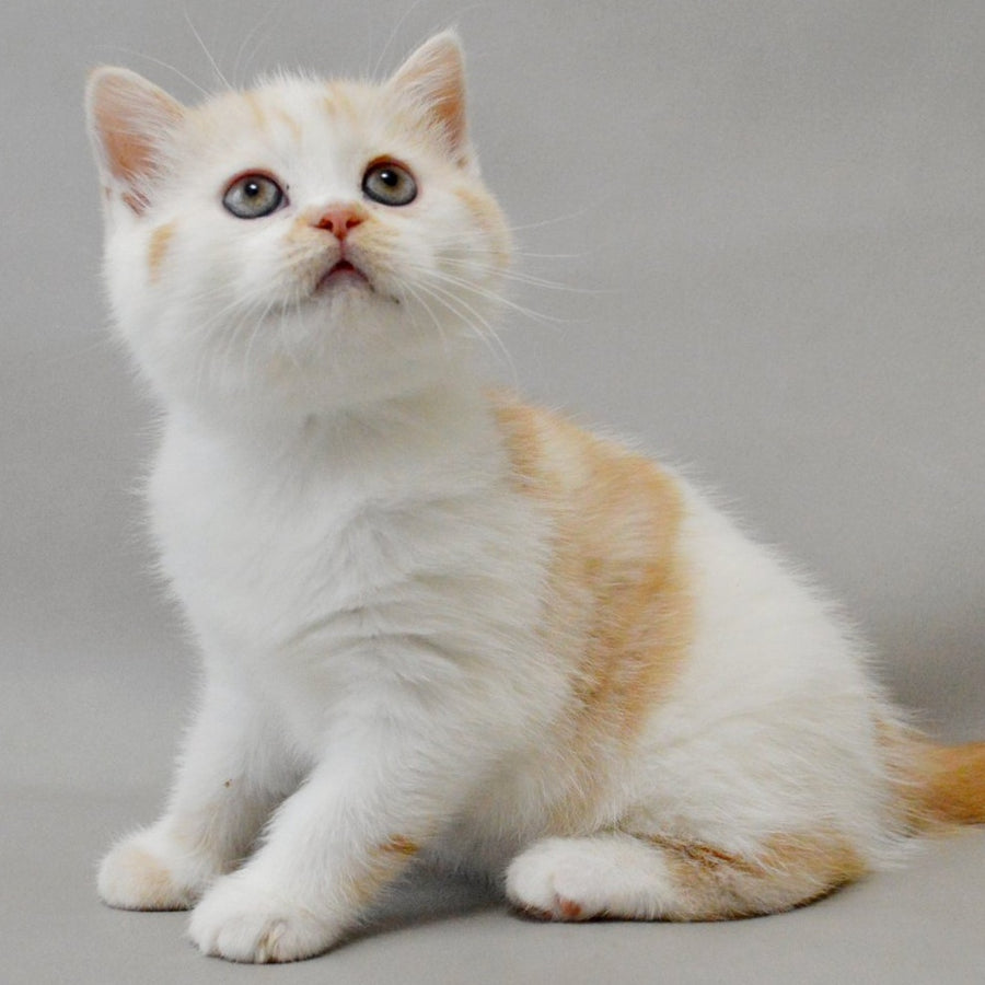 Xenia Scottish Straight female, red silver tabby bicolour