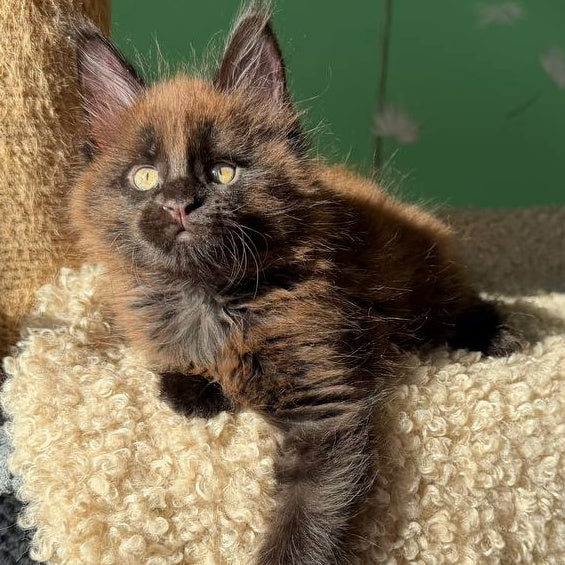 Arehie Maine Coon male, black with white