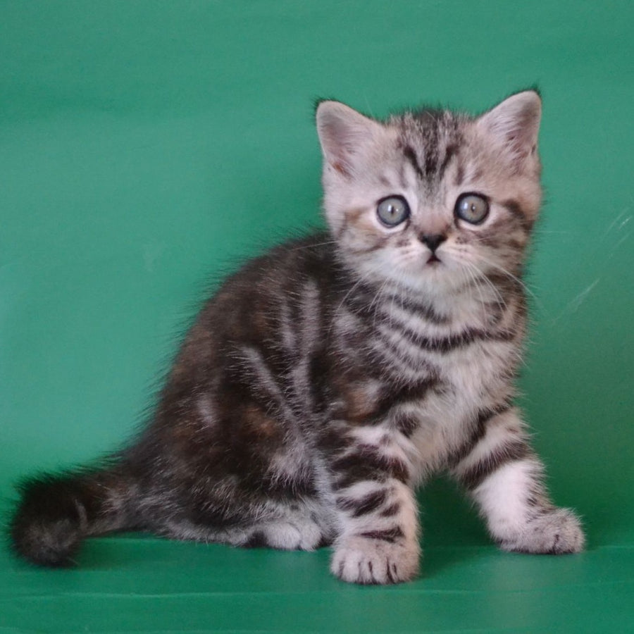 Ola Scottish Straight female, black tortie silver tabby