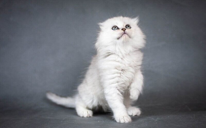 Catrina Scottish Fold female black silver shaded - live animals