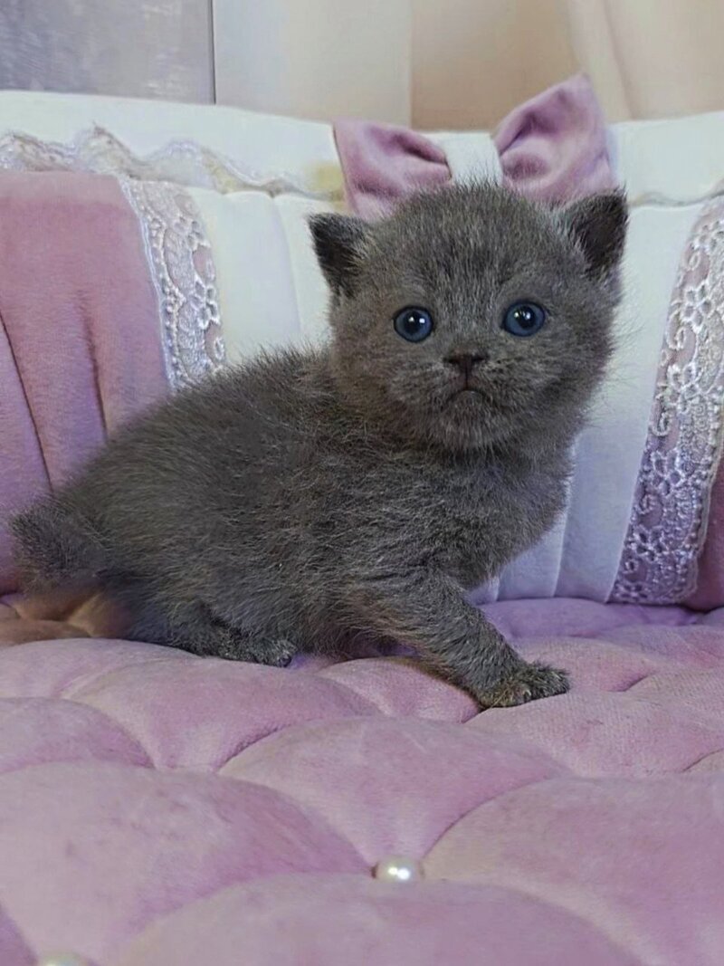 Joy Scottish Straight male blue - live animals