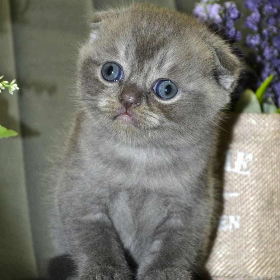 Alex Scottish Fold male, blue ticked tabby