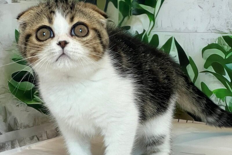 Betty Scottish Fold female, black tabby bicolour