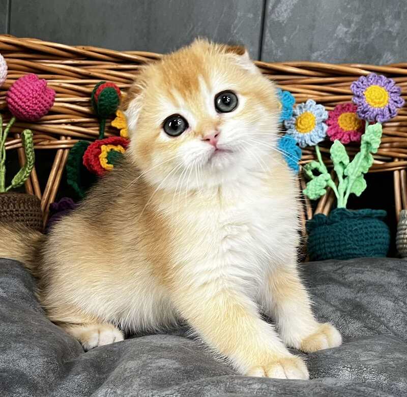 Kerry Scottish Fold female black golden chinchilla - live animals