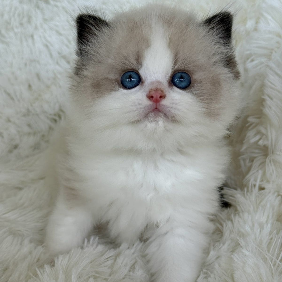 Milan Ragdoll male, black bicolour