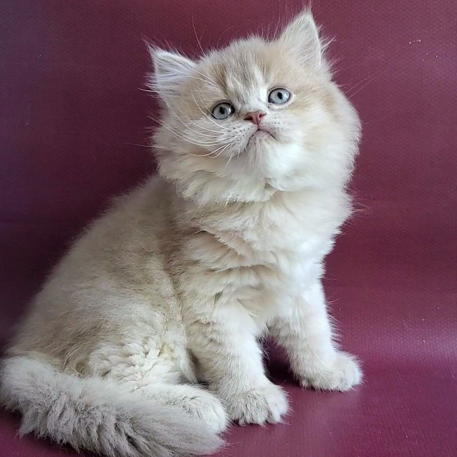 Agata British Longhair female, lilac golden shaded