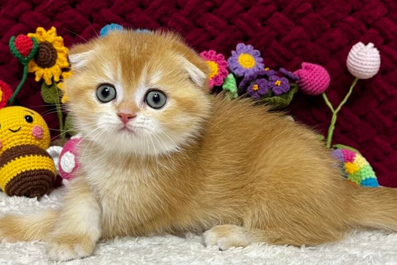 Buddy Scottish Fold male, black golden chinchilla