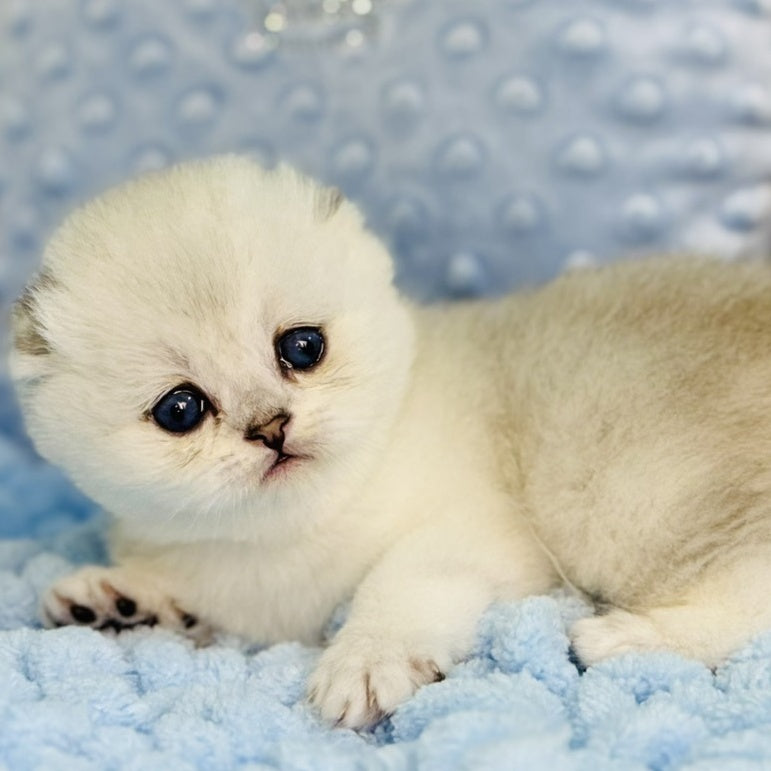 Fluffy Scottish Fold female, black silver shaded