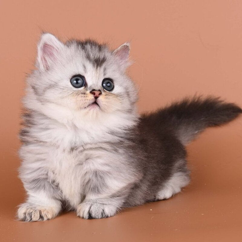 Ira Munchkin female, black silver ticked tabby