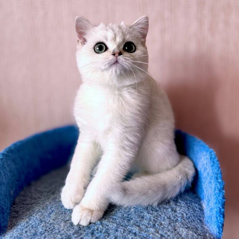 Zefir British Shorthair male, black silver shaded