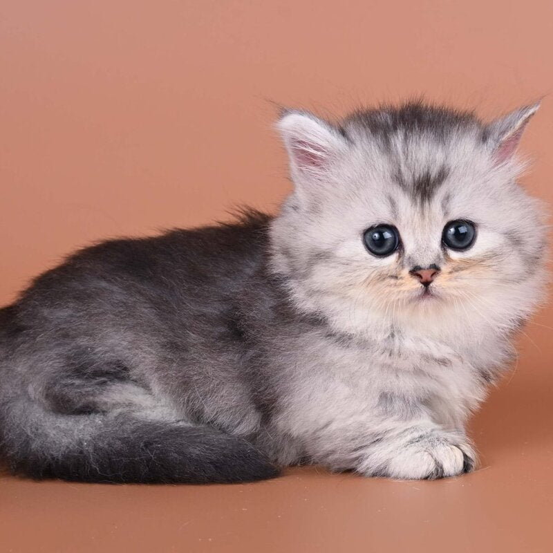 Ira Munchkin female, black silver ticked tabby