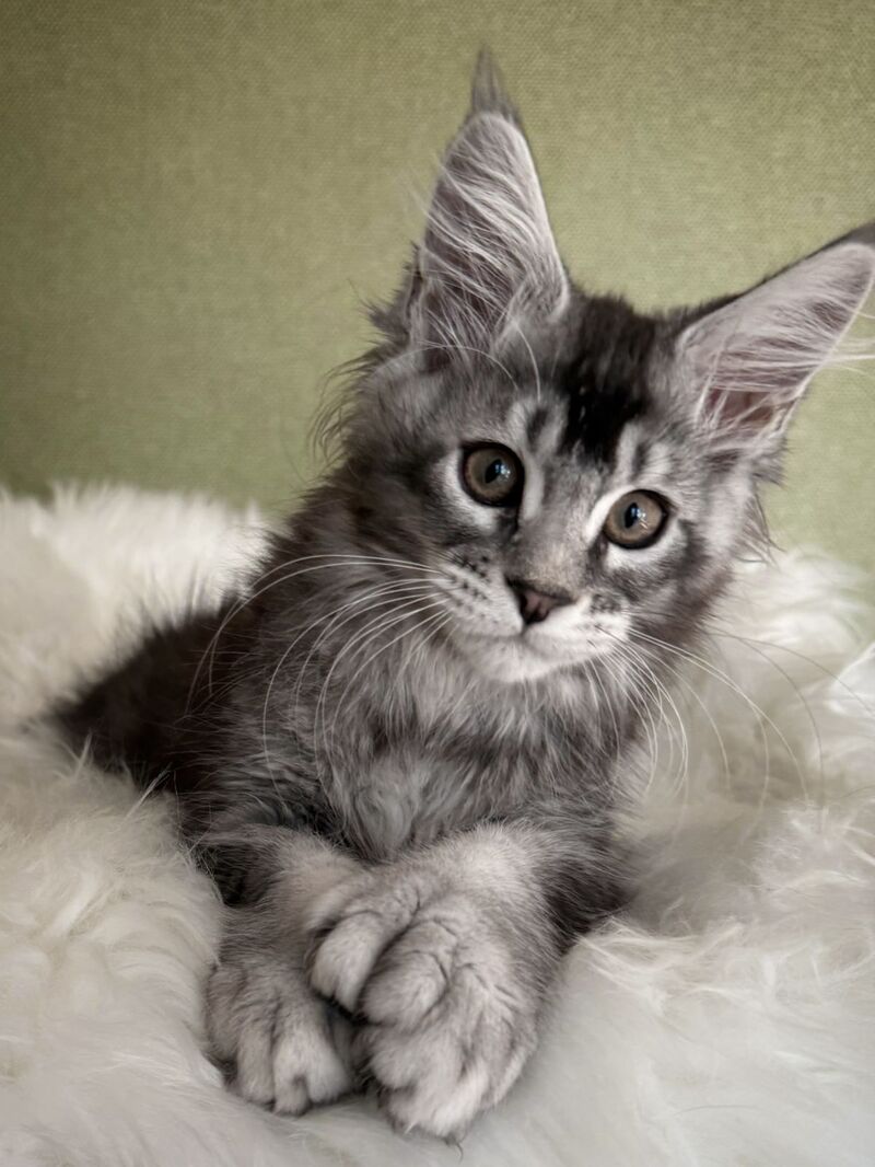 Orvel Maine Coon male polydactyl, black silver ticked tabby