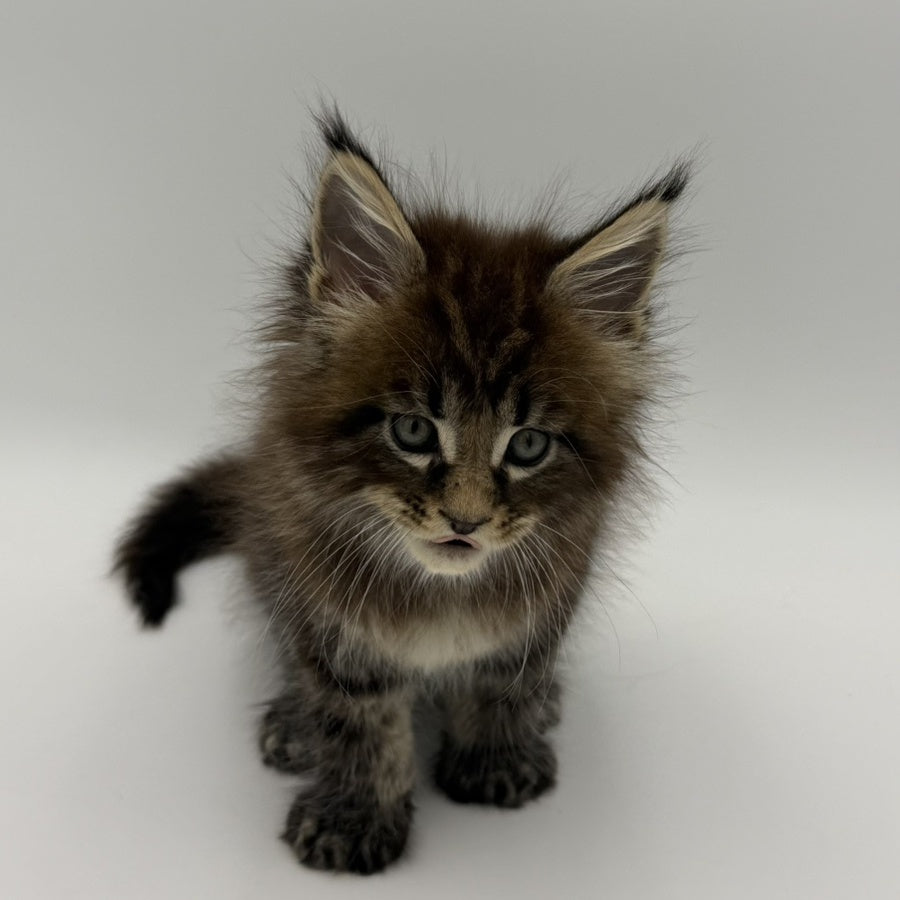 Zeus Maine Coon male, black tabby