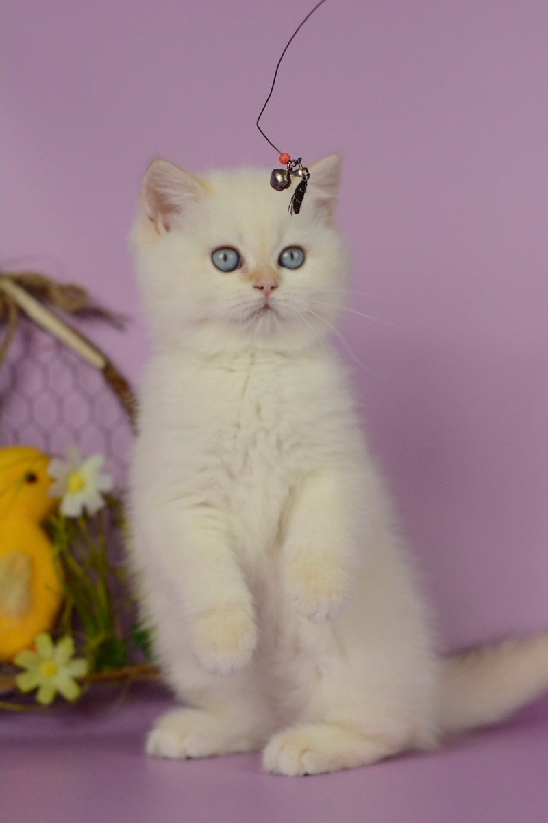 Rosa British Shorthair female, black golden shaded pointed