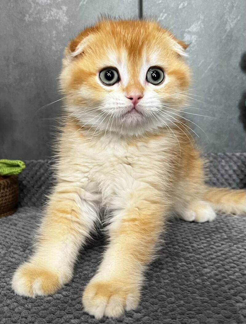 Lion Scottish Fold male black golden chinchilla - live animals