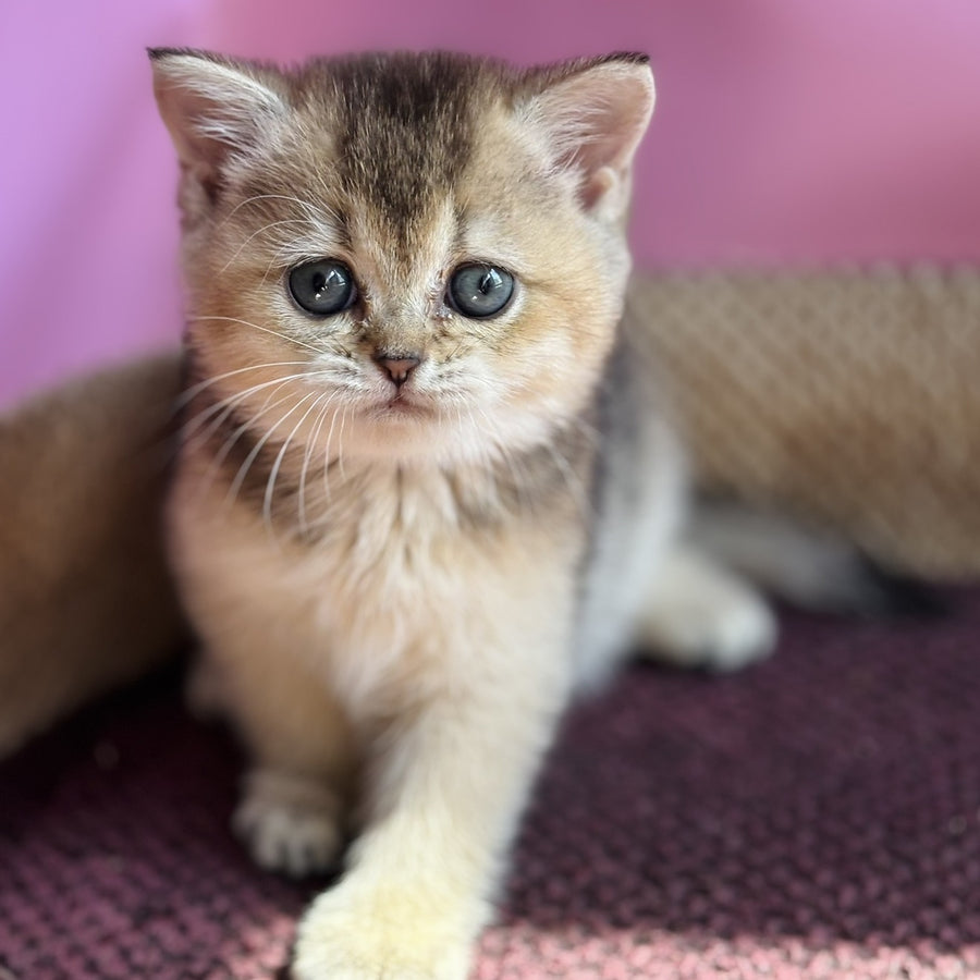 Sisi British Shorthair male, black golden ticked tabby