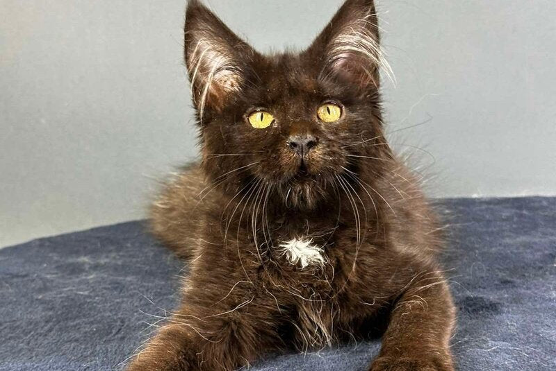 Gucci Maine Coon female black with white - live animals