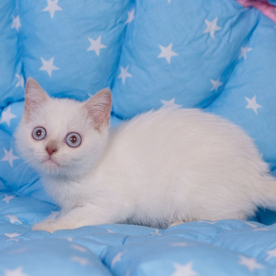 Lime British Shorthair male, fawn pointed