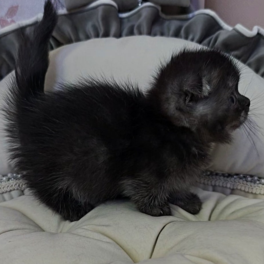 Ava Munchkin female, black