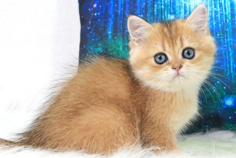 Richie British Shorthair male, black golden shaded