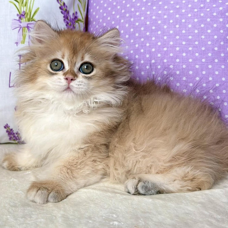 Carim British Longhair male, black golden chinchilla