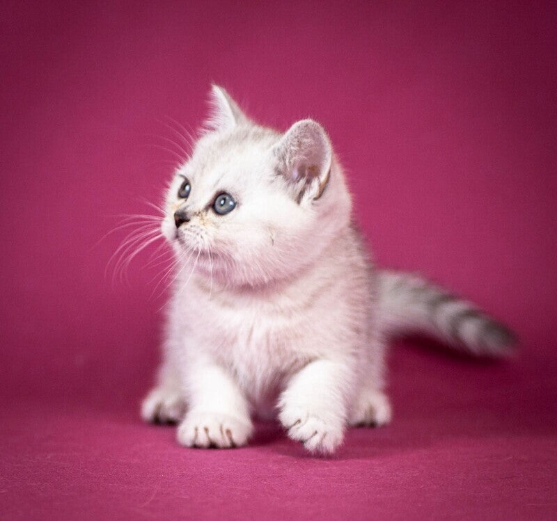 Cameron Scottish Straight male black silver shaded - live animals