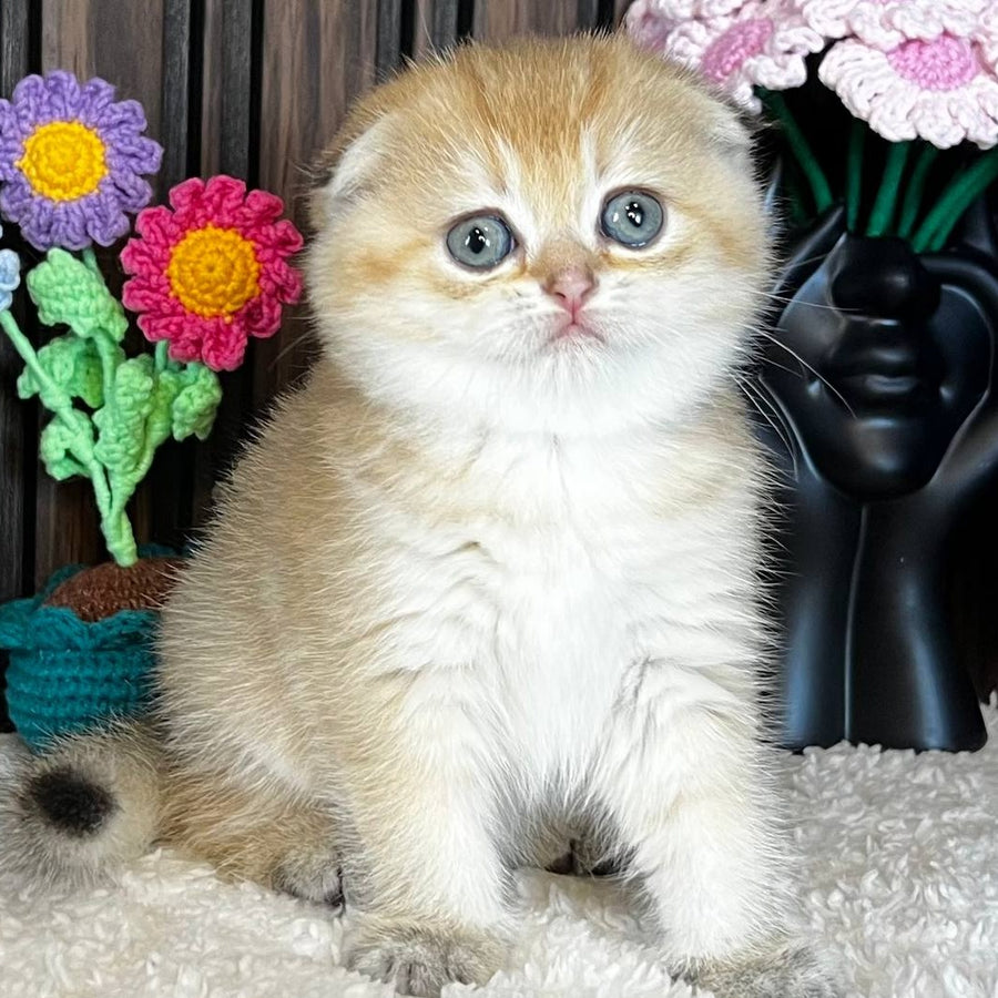 Mirabel Scottish Fold female, black golden chinchilla
