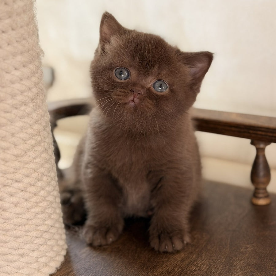 Santa British Shorthair female, chocolate