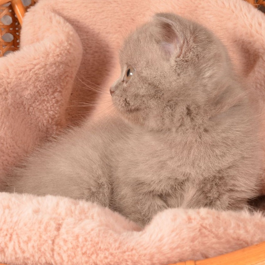 Olivka Scottish Straight female, lilac
