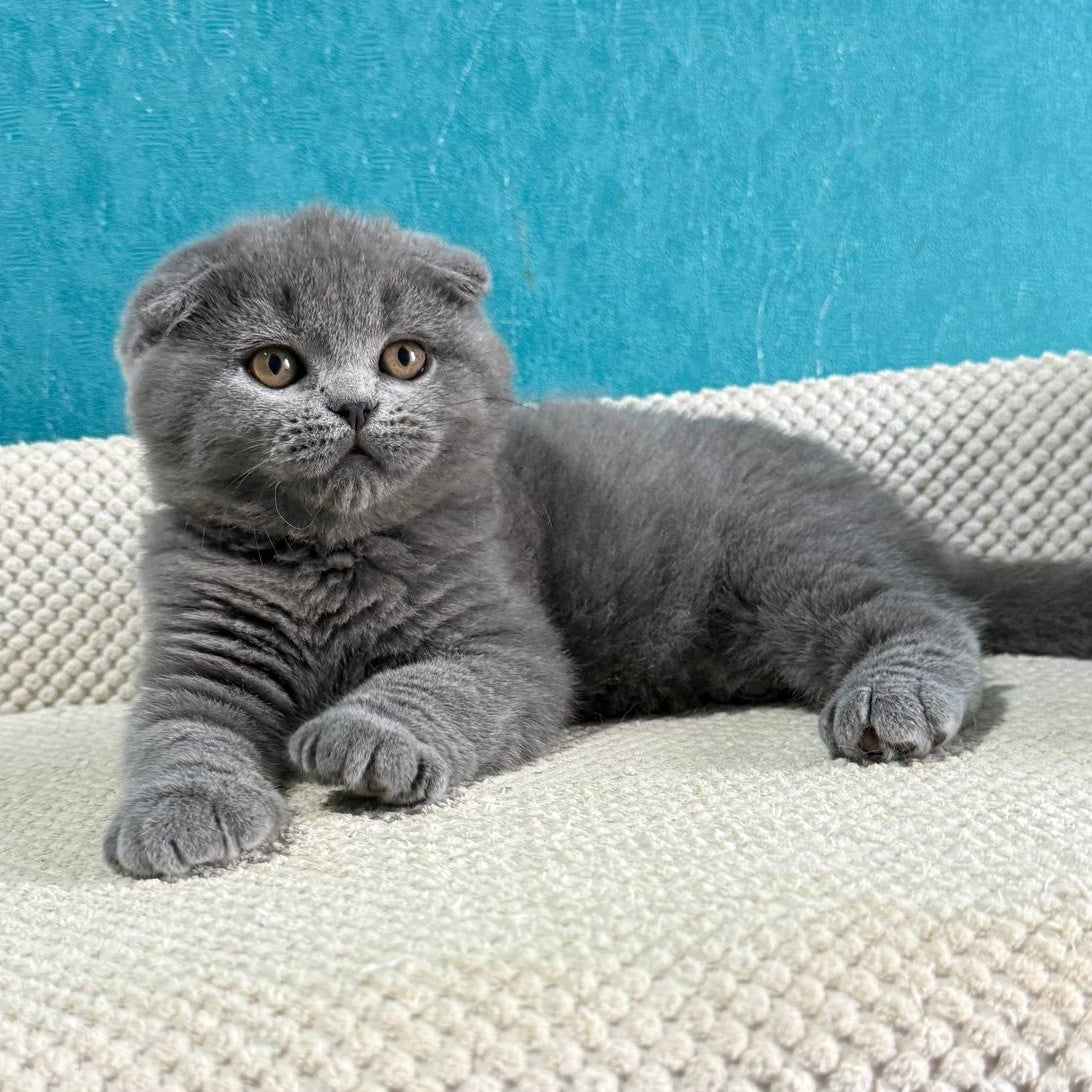 Barney Scottish Fold male, blue