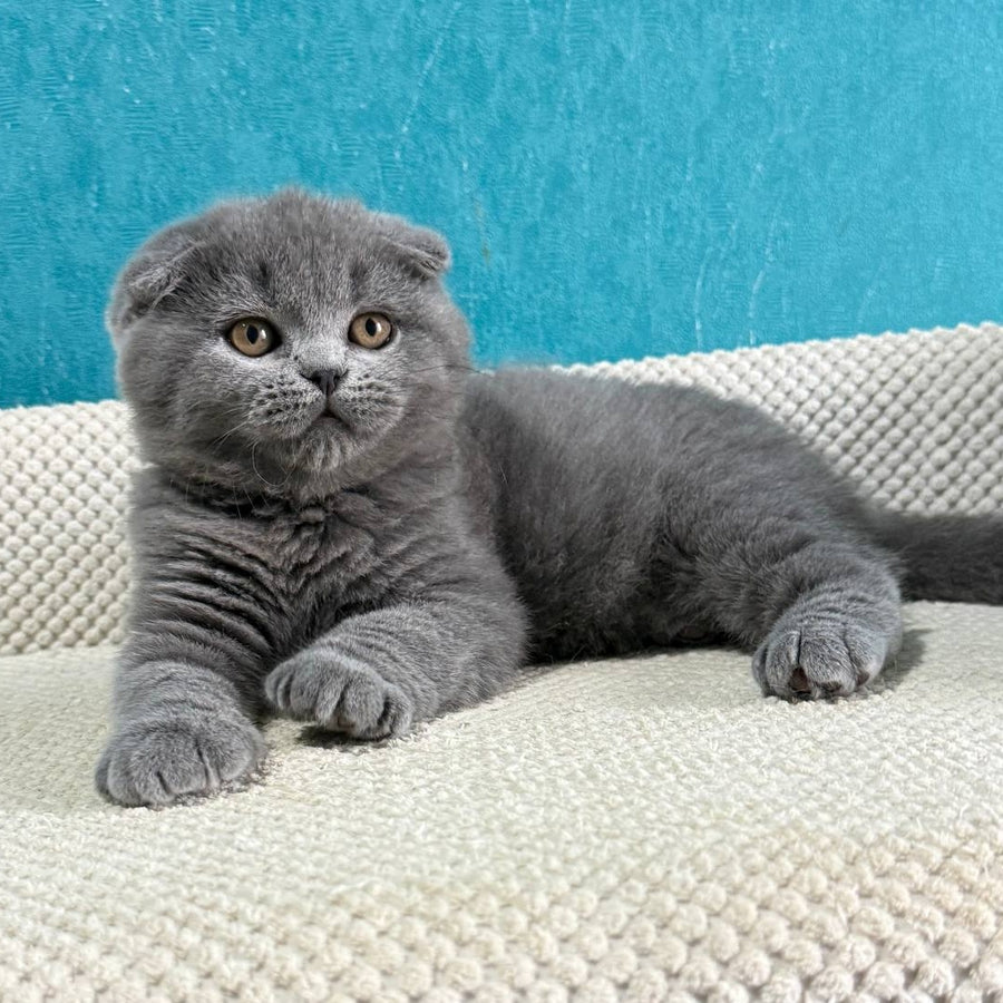 Barney Scottish Fold male, blue