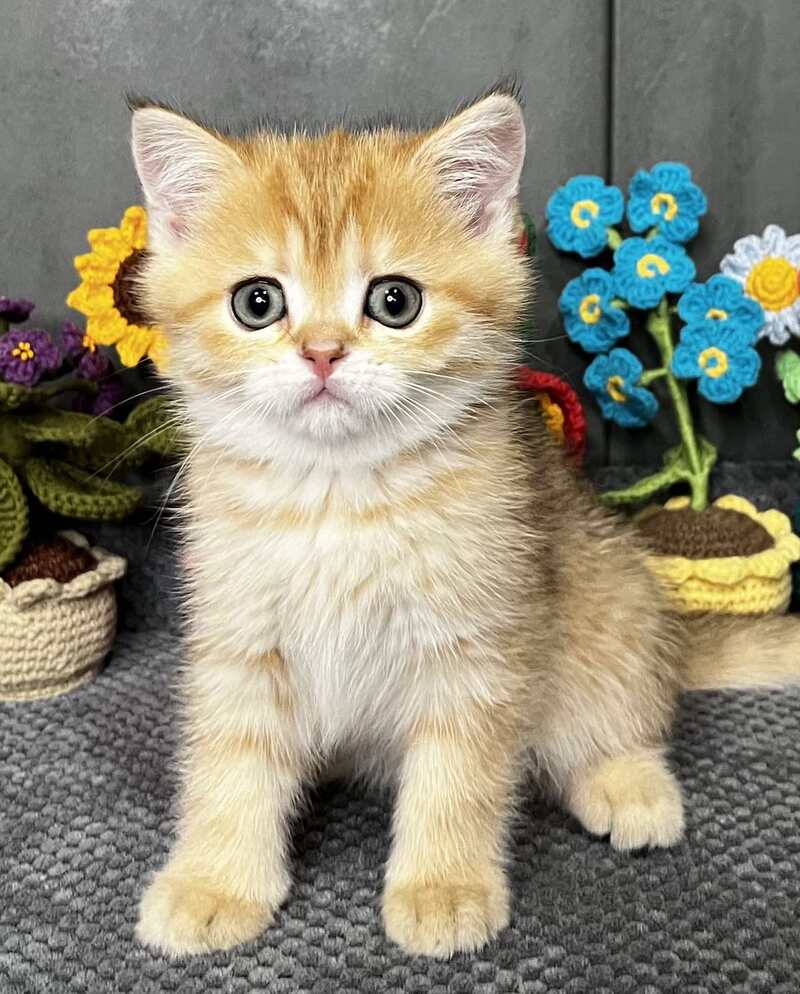 Jenny Scottish Straight female black golden spotted tabby live animals