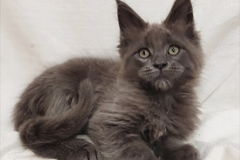 Dorian Maine Coon male, blue silver