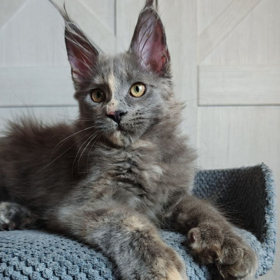 Buttercup Maine Coon polydactyl 5x6x6x6 female, blue tortie