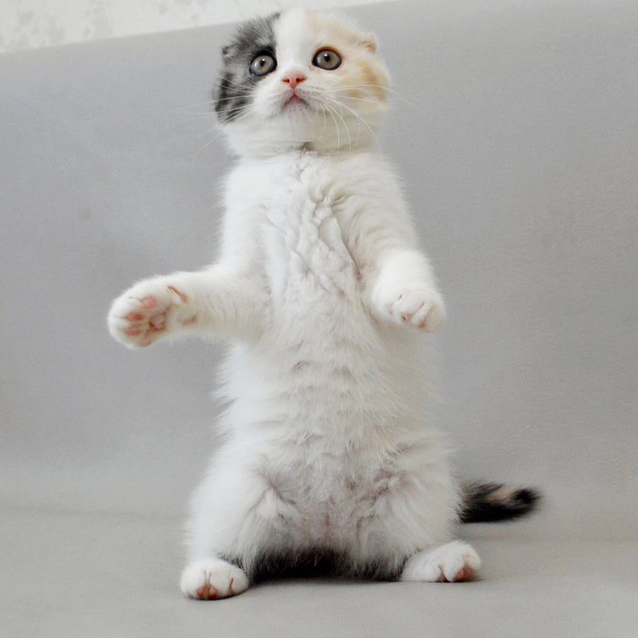 Wyomy Scottish Fold female, black tortie silver tabby van