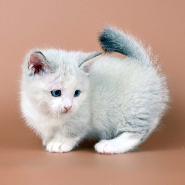 Hugo Munchkin male, blue pointed bicolour