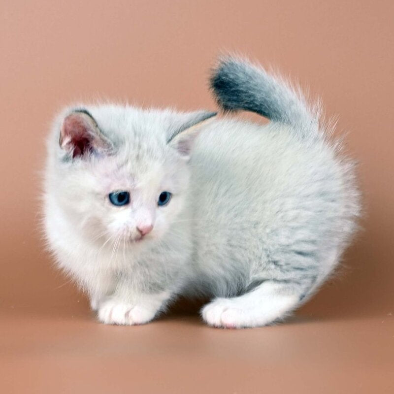 Hugo Munchkin male, blue pointed bicolour