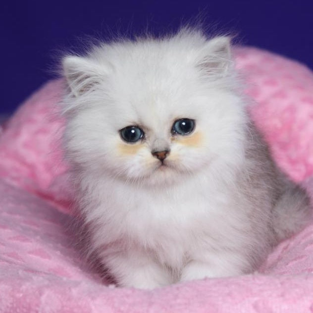 Harry Persian male, black silver shaded