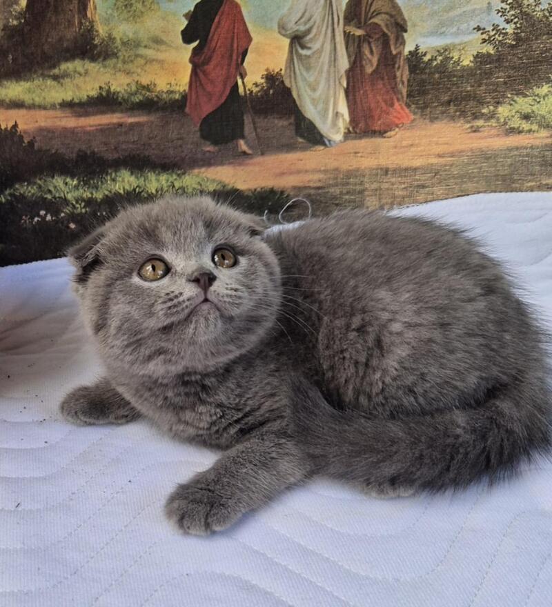 Elya Scottish Fold female, blue