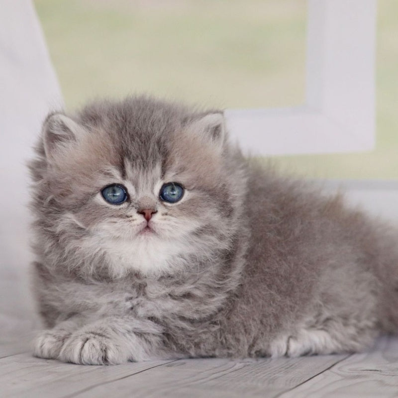 Ximena British Longhair female, blue golden shaded