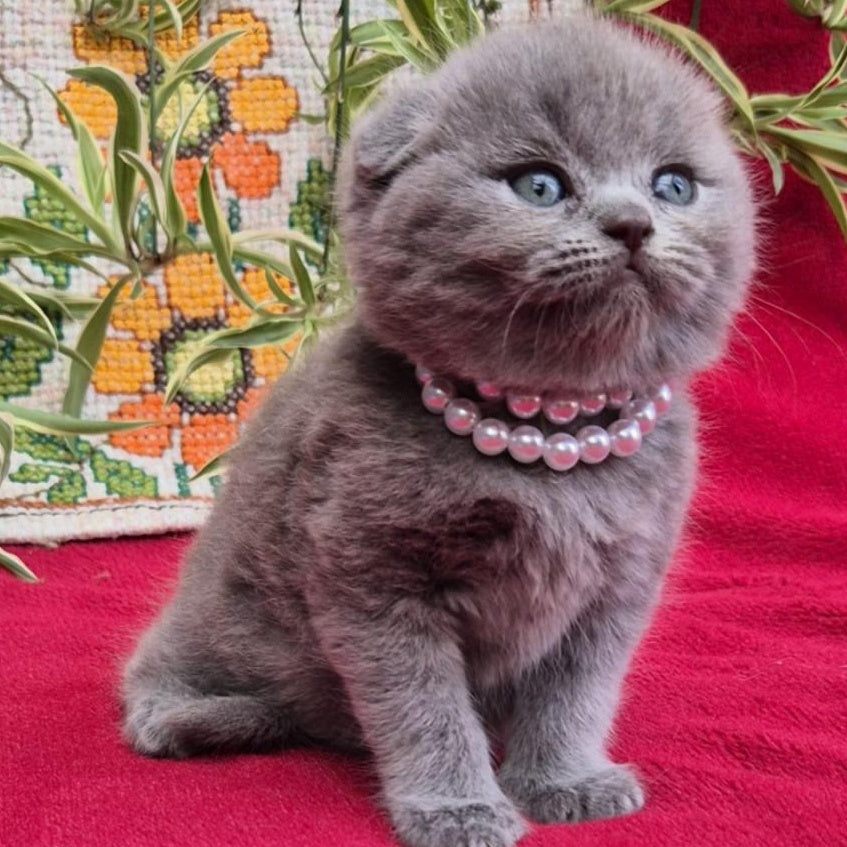 Lucas Scottish Fold male, blue
