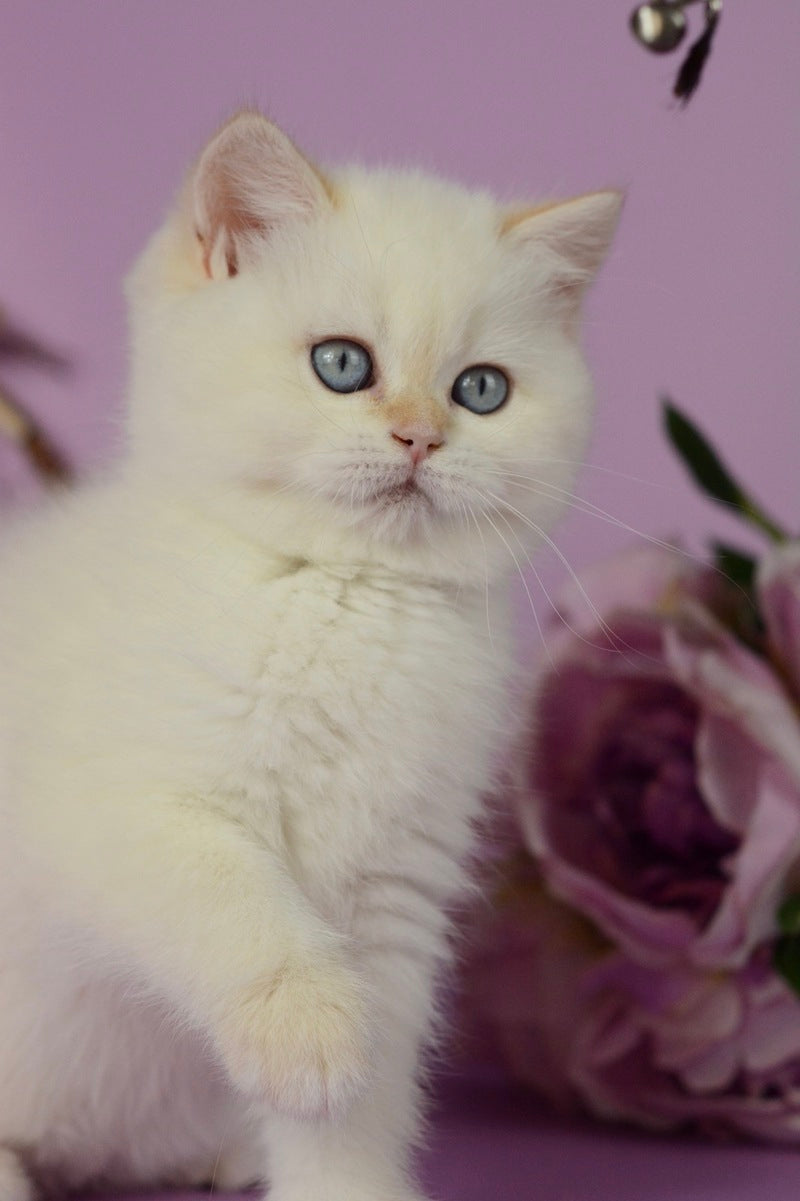Rosa British Shorthair female, black golden shaded pointed