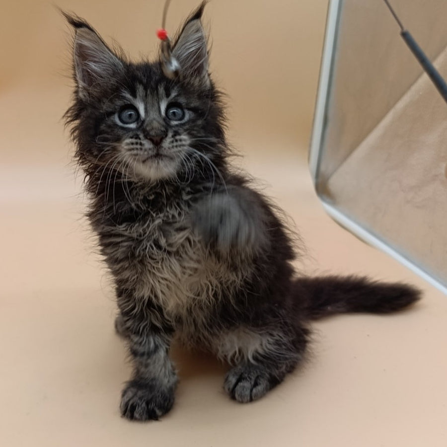 Orion Maine Coon male, black silver tabby