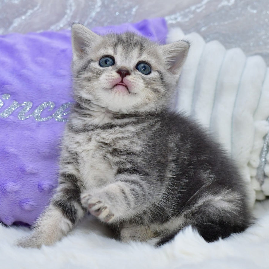Laki Scottish Straight male, blue tabby