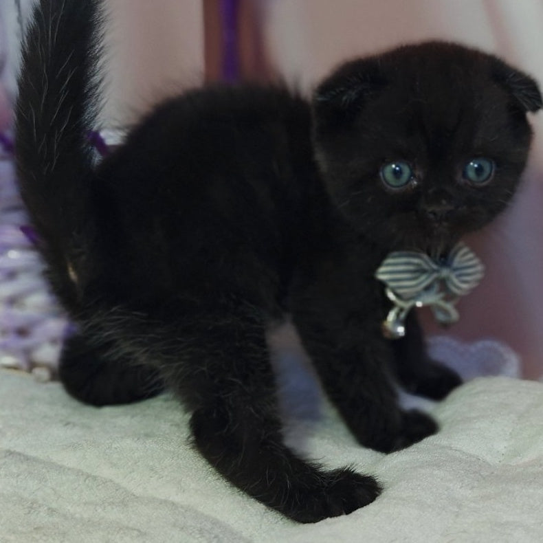 Xavier Scottish Fold male, black