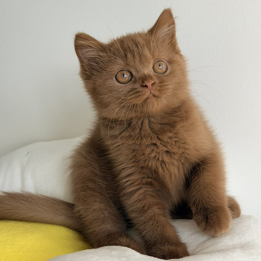 Samanta British Shorthair female, cinnamon