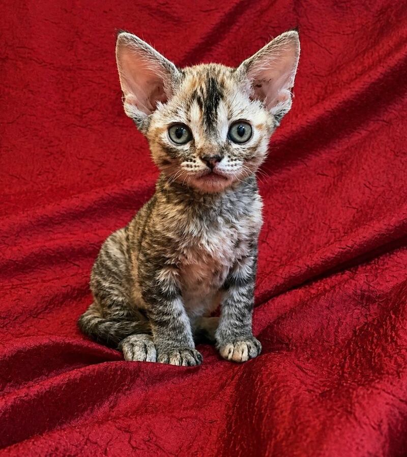 Bella Devon Rex female black tortie spotted tabby - live animals