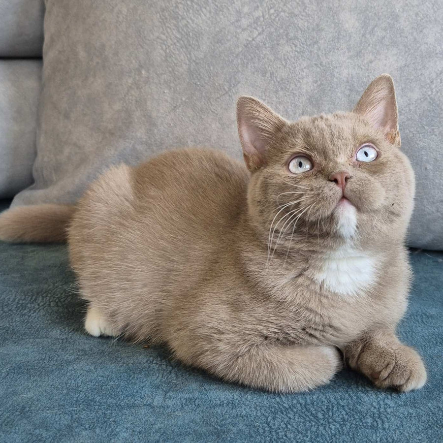 Lion British Shorthair male, fawn with white