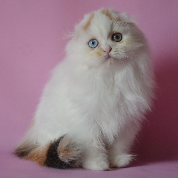 Selena Scottish Fold female, black tortie van